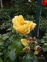 Rose Bernsteinrose