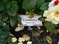 Rose Comtessa