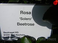 Rose Solero