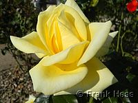 Rose Citrina