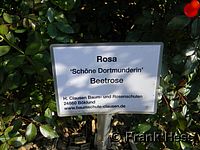 Rose Schöne Dortmunderin