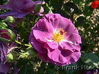 Rose Rhapsody in Blue