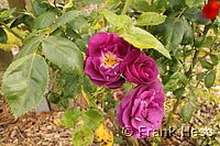 Rose Rhapsody in Blue