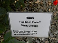 Rose Red Eden