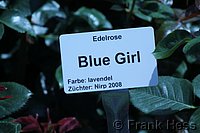 Rose Blue Girl