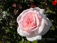 Rose Schloß Ippenburg