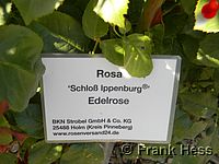 Rose Schloß Ippenburg