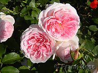 Rose Roseraie du Chatelet