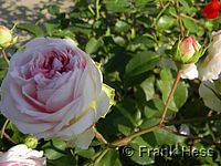 Rose Roseraie du Chatelet