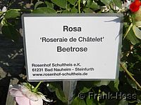 Rose Roseraie du Chatelet