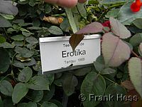 Rose Erotika