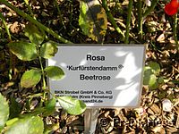 Rose Kurfürstendamm