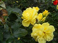 Rose Friesia