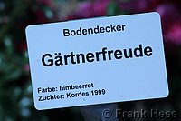 Rose Gärtnerfreude