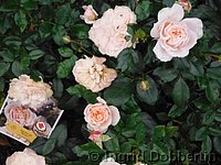 Rose Garden of Roses