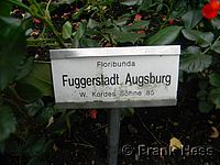 Rose Fuggerstadt Augsburg