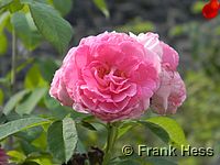 Rose Gertrude Jekyll