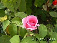 Rose Gertrude Jekyll