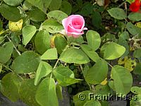 Rose Gertrude Jekyll