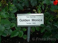 Rose Golden Monica