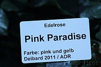 Rose Pink Paradise