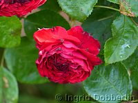 Rose Red Leonardo da Vinci