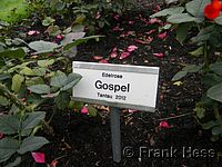 Rose Gospel