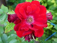 Rose Roter Korsar