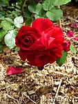 Rose Roter Korsar