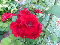 Rose Roter Korsar