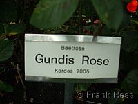 Rose Gundis Rose