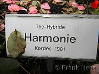 Rose Harmonie