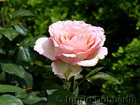 Rose Souvenir de Baden-Baden