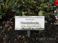 Rose Heidelinde