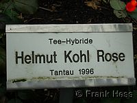 Rose Helmut Kohl