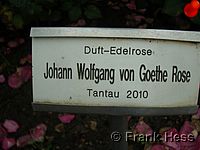 Rose Johann Wolfgang von Goethe