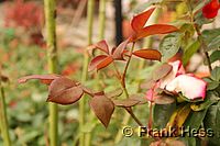 Rose Nostalgie