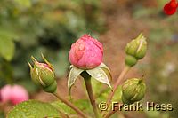 Rose Leonardo da Vinci