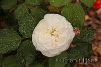 Rose Boule de Neige