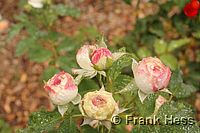 Rose Boule de Neige