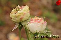 Rose Boule de Neige