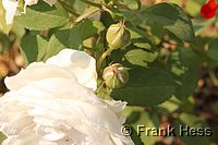 Rose Winchester Cathedral