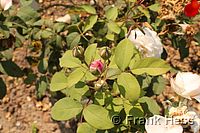 Rose Winchester Cathedral