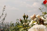 Rose Winchester Cathedral