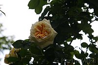 Rose Alchymist