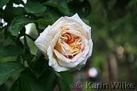 Rose Alchymist