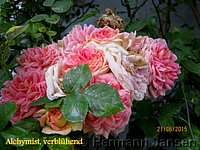 Rose Alchymist