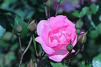 Rose Centenaire de Lourdes