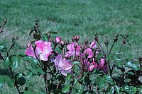 Rose Centenaire de Lourdes