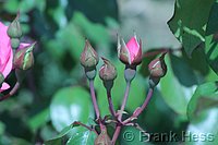 Rose Centenaire de Lourdes